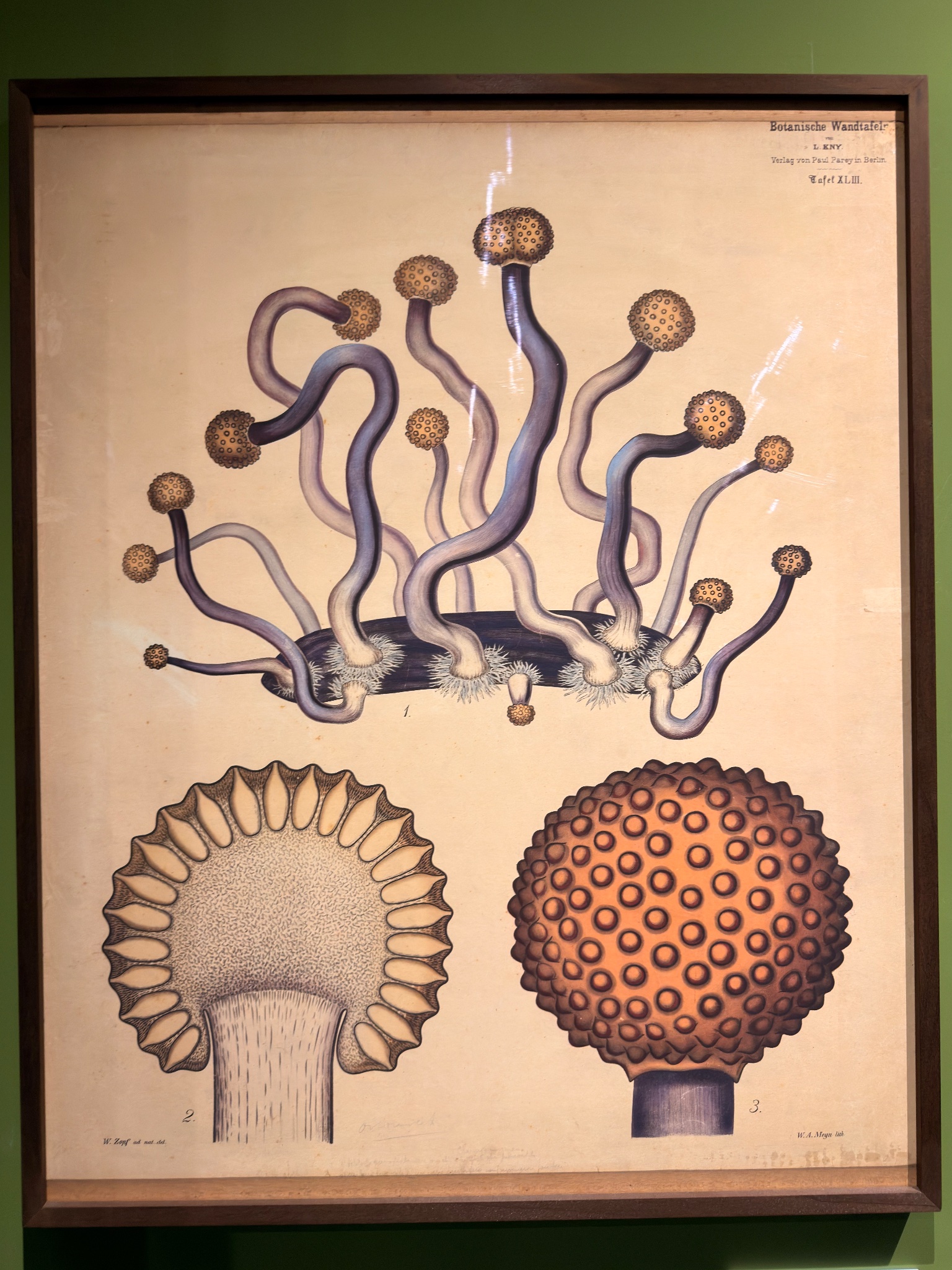 Orto Botanico di Palermo